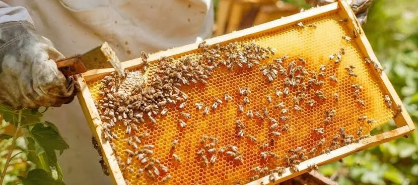 México refuerza la protección de las abejas y el impulso a la apicultura