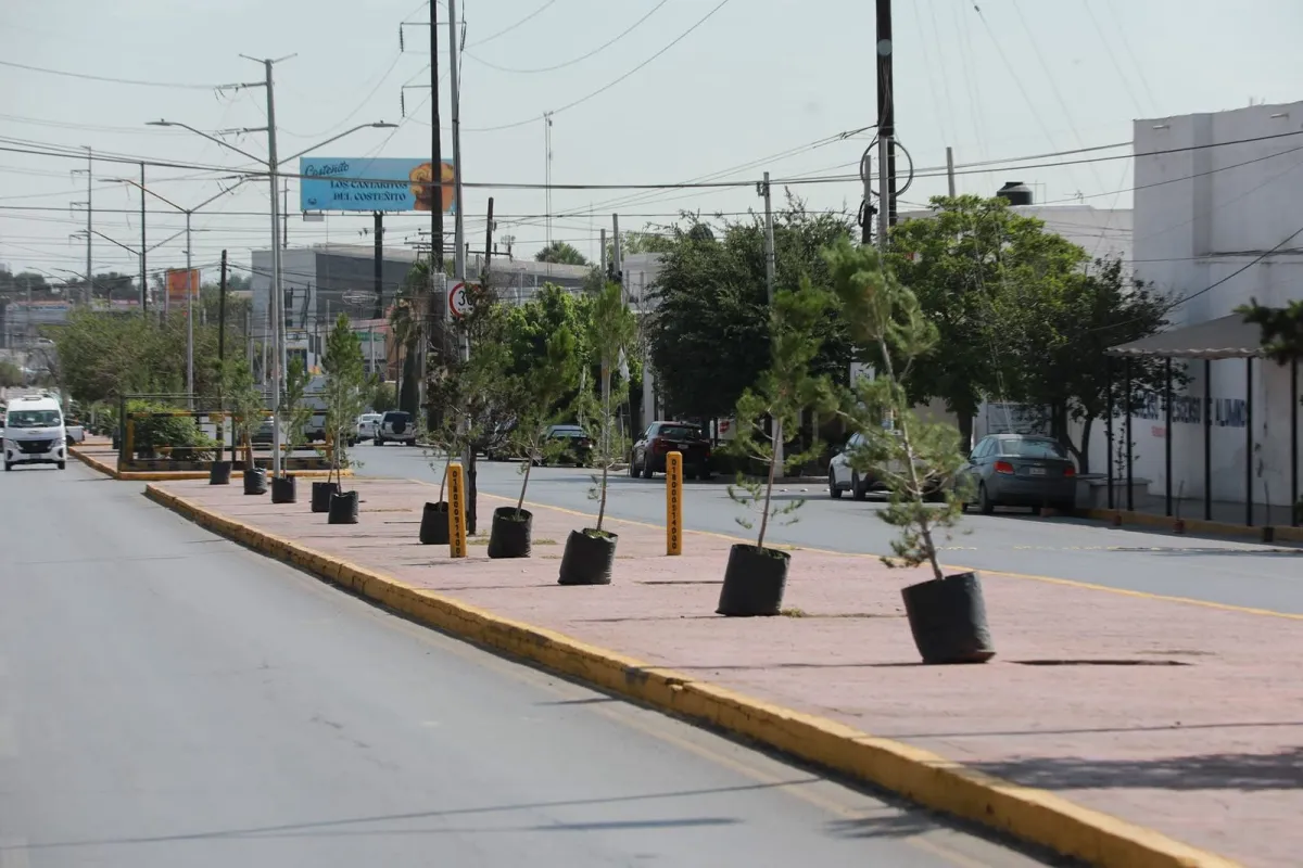 Reforestan camellón en Isidro López Zertuche y refuerzan acciones de mejora urbana en Saltillo