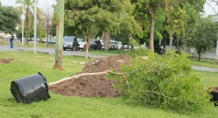 Reforestan sin rendir cuentas: opacidad ensombrece programas verdes en el área metropolitana