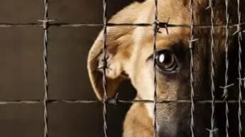 Coahuila tendrá Fiscalía Especializada para investigar el maltrato animal