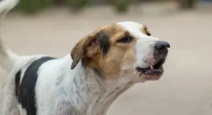 Activistas alistan marcha en Santa Catarina tras denuncias de maltrato animal