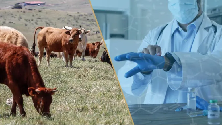 Francia confirma la primera muerte humana asociada al virus Shamonda