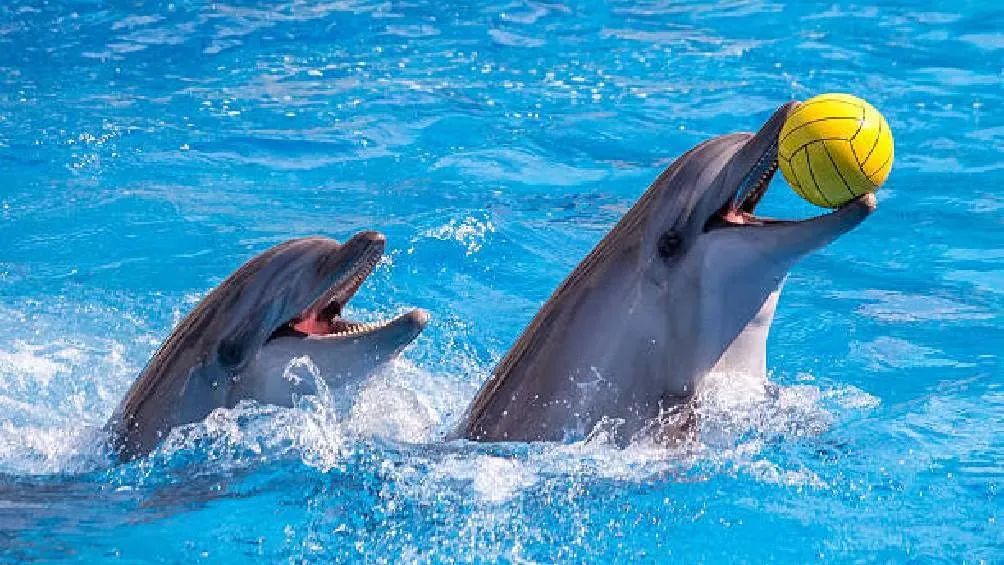 Adiós a los espectáculos con delfines: México prohíbe su uso con fines de entretenimiento