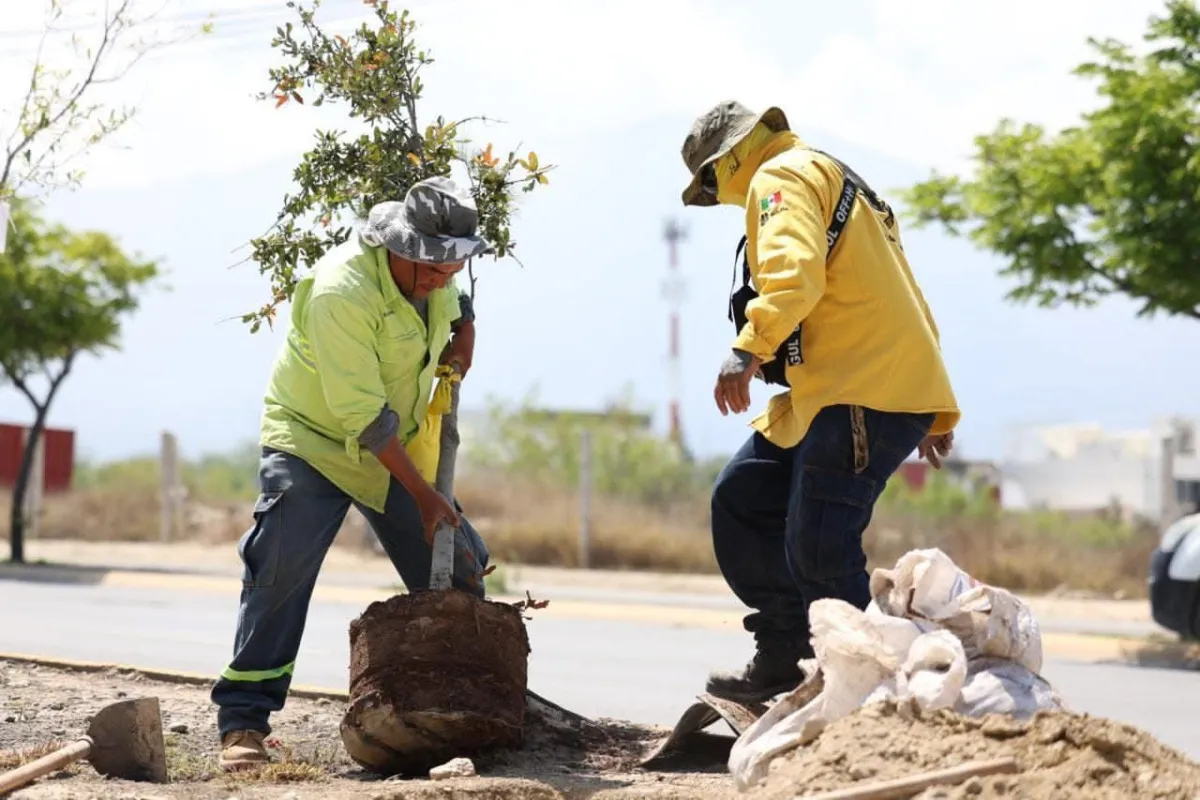 Amplían programa de reforestación en Saltillo; prevén plantar mil 500 árboles