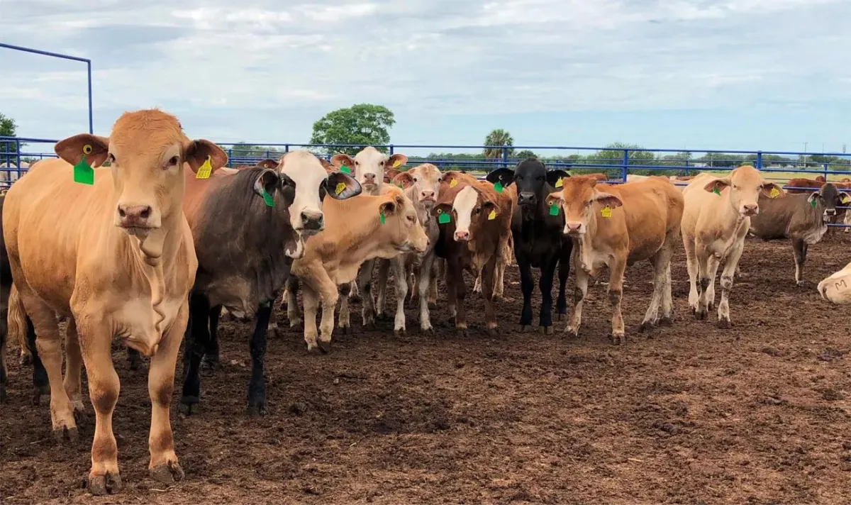 Productores de carne en México confían en reapertura cercana de exportaciones a EE.UU. pese a plaga