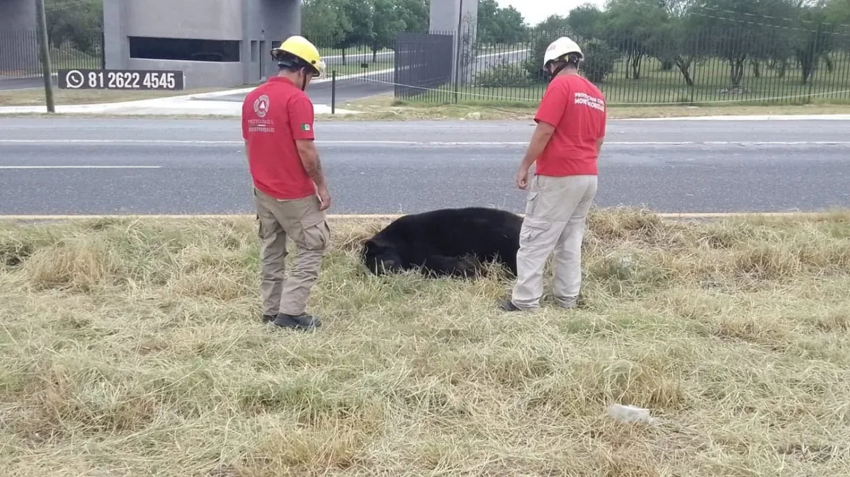 Oso muerto tras accidente en carretera de Montemorelos
