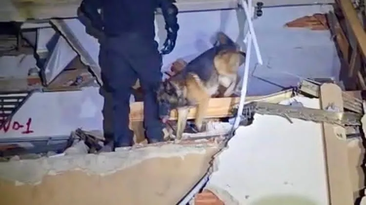Binomio K9 de Santa Catarina participa en rescate en Venezuela y localiza a una persona bajo los escombros