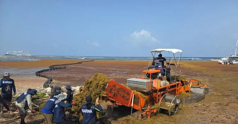 Estrategia contra el sargazo en Quintana Roo: se han recolectado casi 15 mil toneladas en 2025